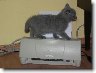 Tisknout?��dnej probl�m...