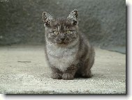 Kot� ve skl�rn�ch