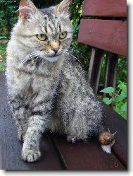 Hl�d�m mal�ho kamar�da