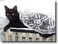 Princezna se z�vojem