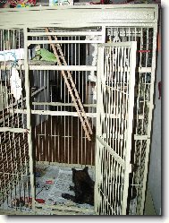 Ad�lka, Sa�a, Cori