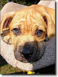 Bandog�nek Saur�nek