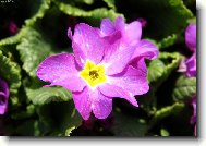 B�eznov� zahr�dka...