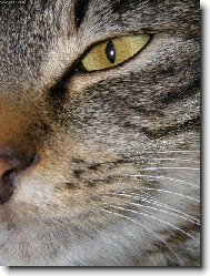 Pohled do ko�i��ho sv�ta...