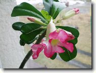 Pou�tn� r��e