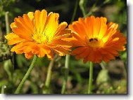 N�dhern� dvojice