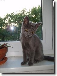 I kocour se m��e zahled�t..:)