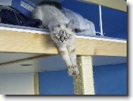 Caira, n�vsk� kot�