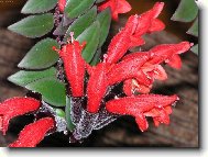 Kr�sn� nezn�m�