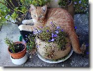 kocour kv�tin��ov�