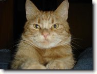 Babi��in kocourek kub�k