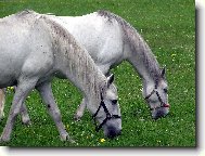 B�l� kladrubrub�t� b�lou�i-ro�kov�