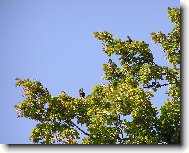 Zp�vaj�c� l�pa