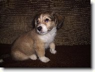 j� jsem od ka�d�ho psa trochu...