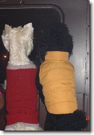 Hele, taky vid� venku tu ko�ku?