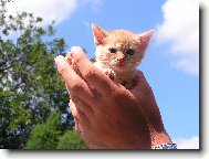 Hrom�dka ne�t�st�