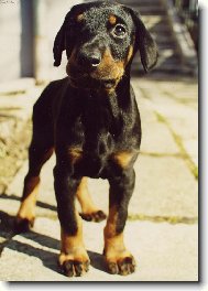 A� vyrostu, budu dobrman