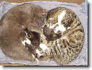 Rozmazlen� fl��ek