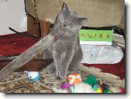 zkoum�n� r��e