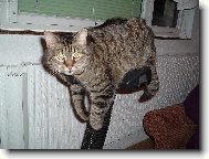 nedos�hnu na �lapadla!!!