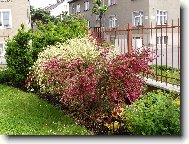 Dvoubarevn� �ilimn�k