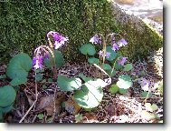 D��patka horsk�