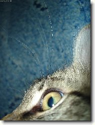 Pohled prav� ko�ky