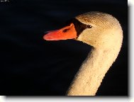 �ist� a kr�sn�...