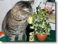 NA�E ALKOHOLI�KA