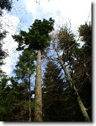 jedle - kr�vna Orlick�ch hor