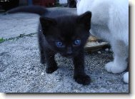 Modrook� krasavice