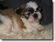 na�e holky