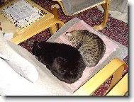 Moji dva kocourci co sp� na k�esle :)