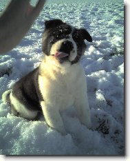 vypl�znut� jaz��ek