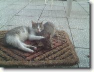 Brzy, brzy ran��ko