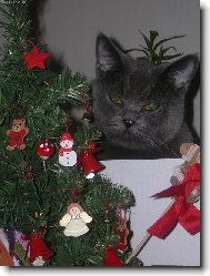 Beru�ka a V�noce