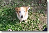 bez �edin a vr�sek