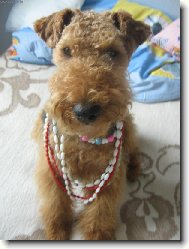 n� mal� par�dn�k