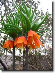 Kr�lovsk� koruna