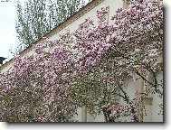 Magnolie, r��ov� kr�ska