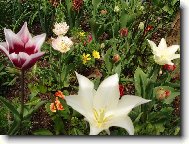 rozkvetl� zahr�dka