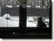 kocourek �alamounek