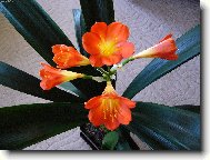 �emenatka , Kl�vie