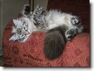 Haj� B�da, haj� r�da