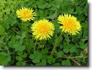 Smetanka l�ka�sk�