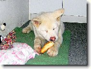 M�j prvn� rohl�k