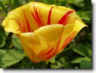Tulip�n