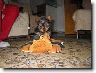 Jork��rek Nelinka