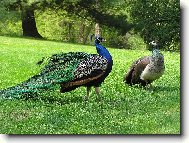 P��roda je mocn� �arod�jka