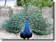 P��roda je mocn� �arod�jka